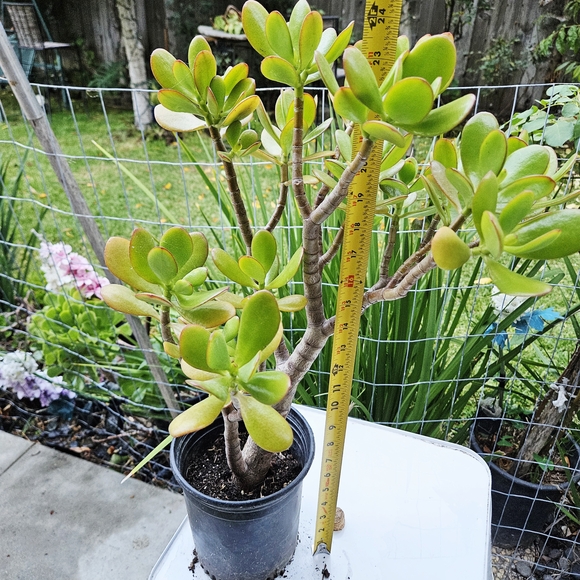 Ruby Jade - Picture 8 of 8